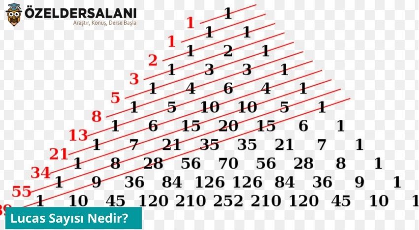 Lucas Sayısı Nedir?